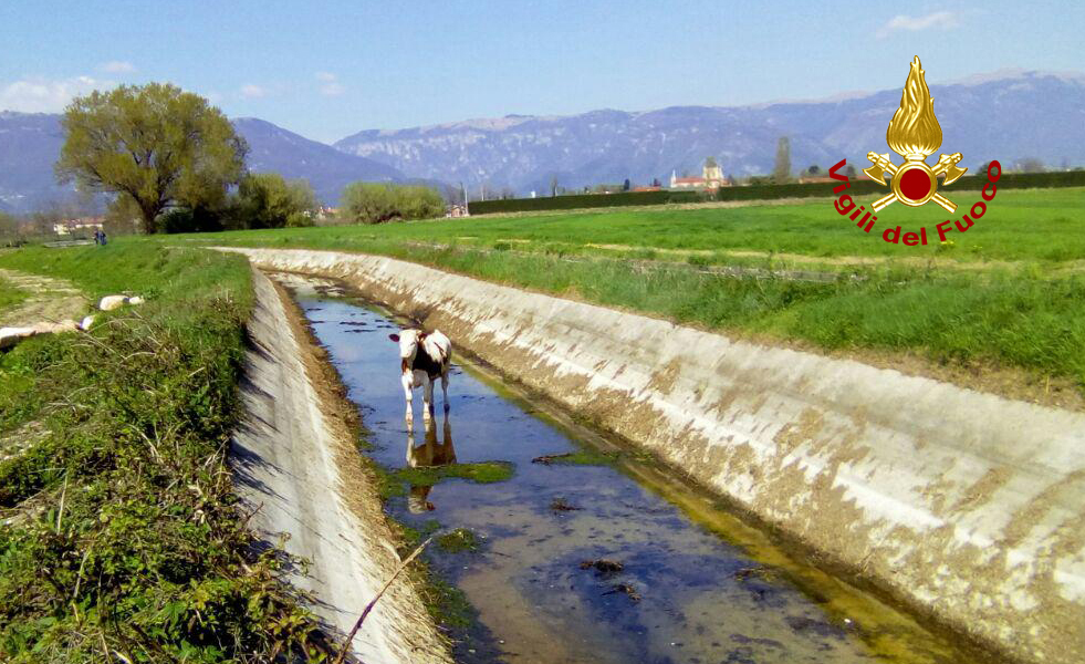 Bassano-Rosà: Vigili del Fuoco, “Operazione Mucca”