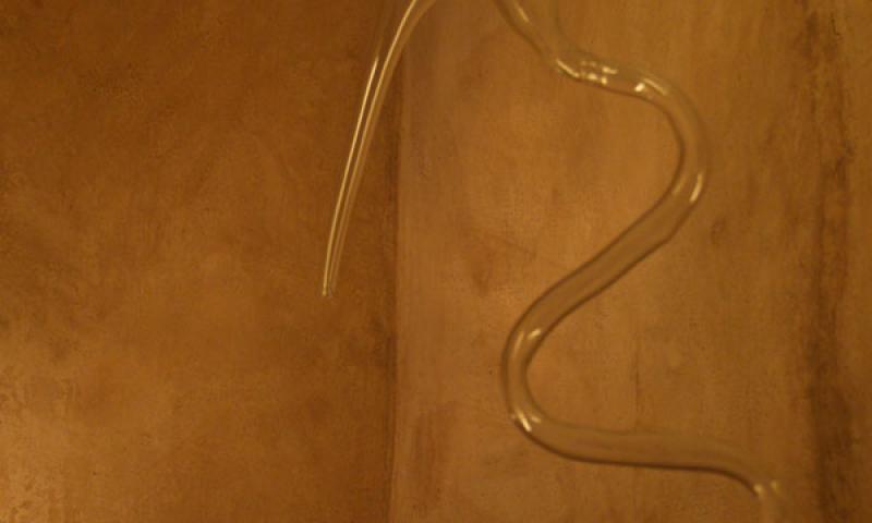 Bassanonet.it - Ampolla a cigno