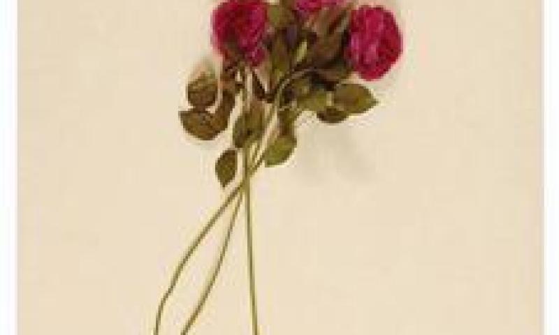 Bassanonet.it - linea79