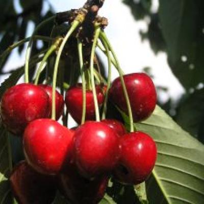 Bassanonet.it Ciliegia di Marostica, delizia di terra vicentina