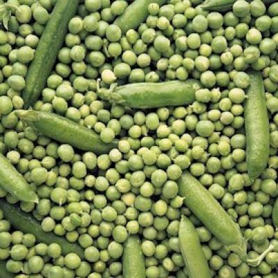 Bassanonet.it Piselli di Borso, dolcezza biologica