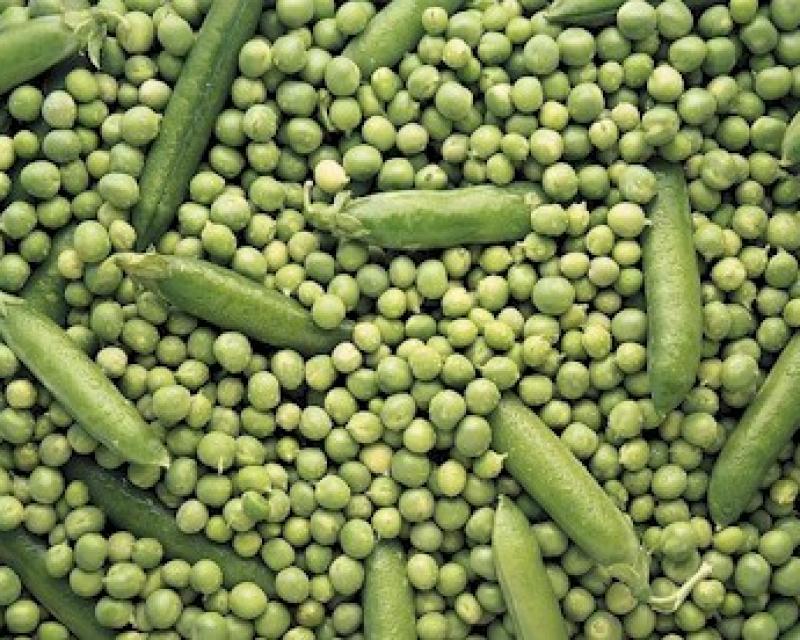 Bassanonet.it Piselli di Borso, dolcezza biologica