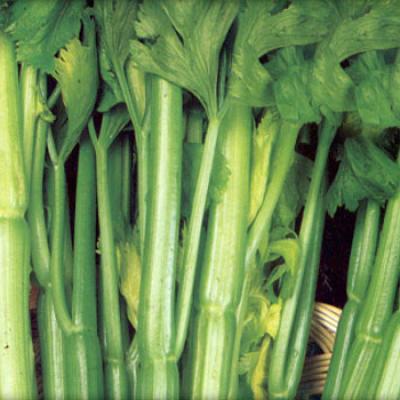 Bassanonet.it Sedano di Rubbio, primizia terapeutica