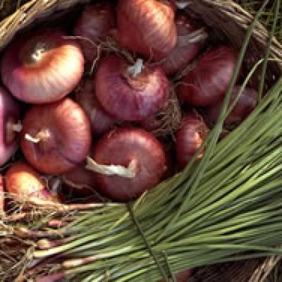 Bassanonet.it Cipolla rosa di Bassano, profumo pungente