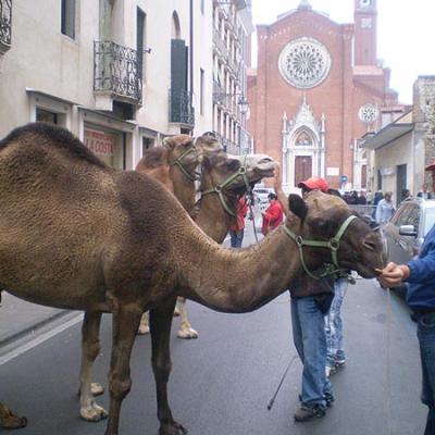 Bassanonet.it Dromedari in Via Verci