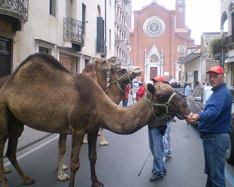 Bassanonet.it Dromedari in Via Verci