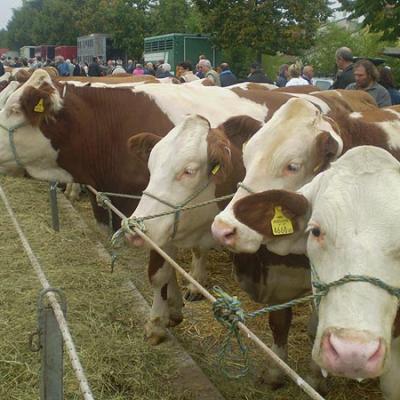 Bassanonet.it Bestiame in calo, alla Fiera l'appello di Coldiretti