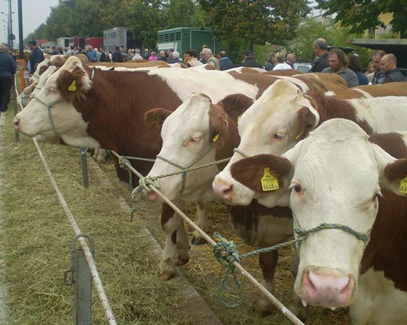 Bassanonet.it Bestiame in calo, alla Fiera l'appello di Coldiretti
