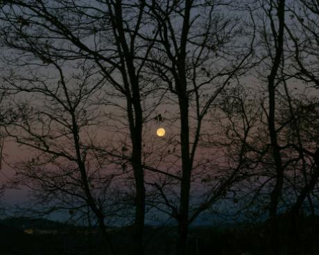 Bassanonet.it A tu per tu con Alessandra Pellizzari