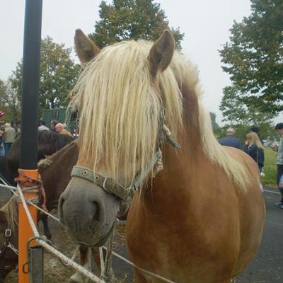 Bassanonet.it Fiera Franca del bestiame nel segno della crisi