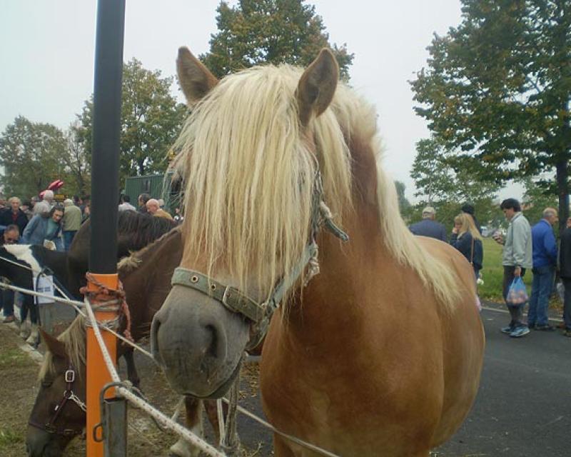 Bassanonet.it Fiera Franca del bestiame nel segno della crisi