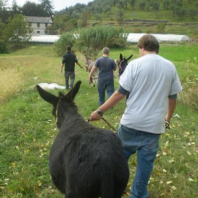 Bassanonet.it Un asino per crescere