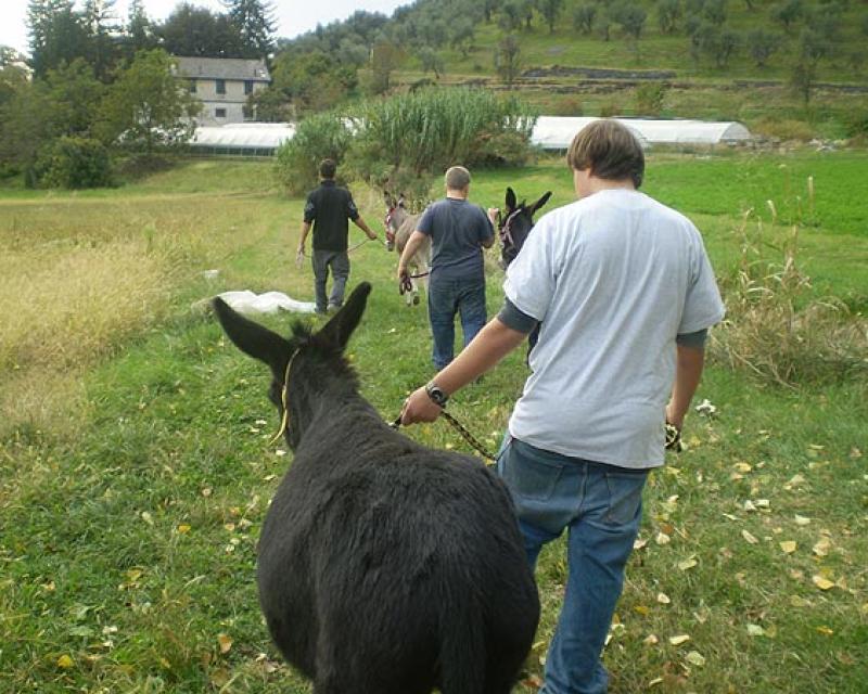 Bassanonet.it Un asino per crescere