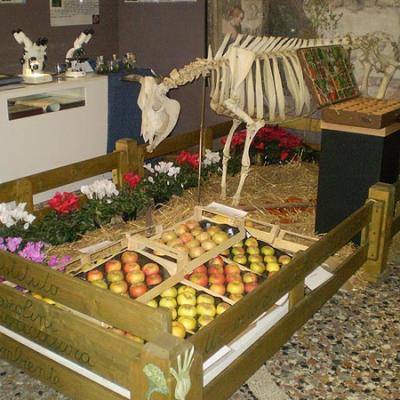 Bassanonet.it “Bassanorienta”, una settimana di incontri