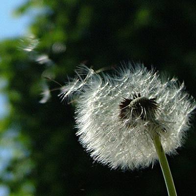 Bassanonet.it C.E.P.