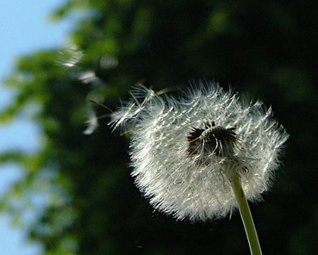 Bassanonet.it C.E.P.