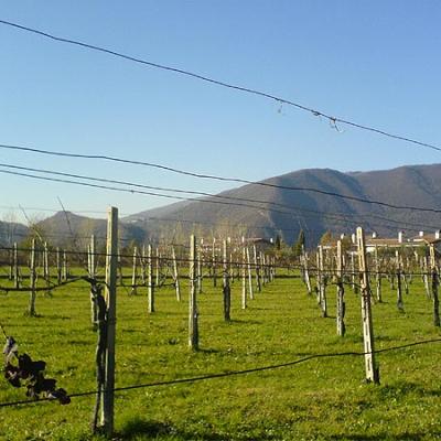 Bassanonet.it Pallini da caccia contro una casa a Romano