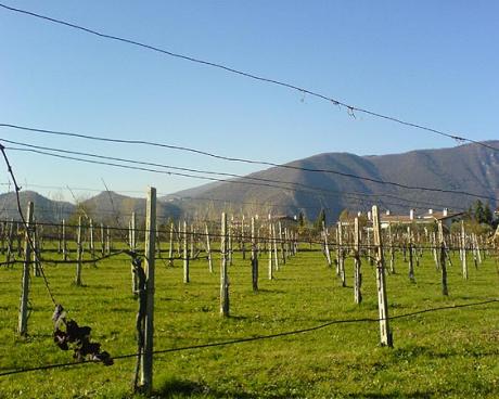 Bassanonet.it Pallini da caccia contro una casa a Romano