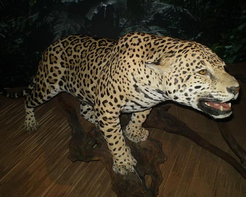 Bassanonet.it Mondo Animale, Conoscerlo per proteggerlo