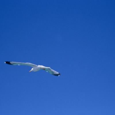 Bassanonet.it Circolo Culturale Sardegna Nostra