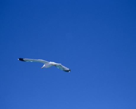 Bassanonet.it Circolo Culturale Sardegna Nostra