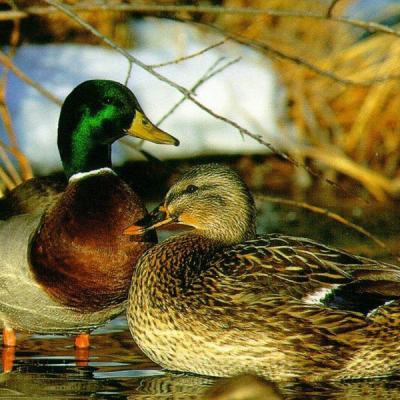 Bassanonet.it Anatre morte a Crosara di Nove: si esclude l'influenza aviaria