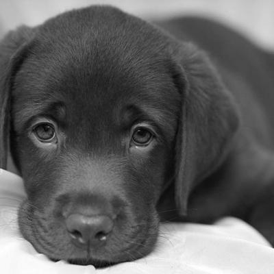 Bassanonet.it “Canili aperti”: l'occasione buona per adottare un cane