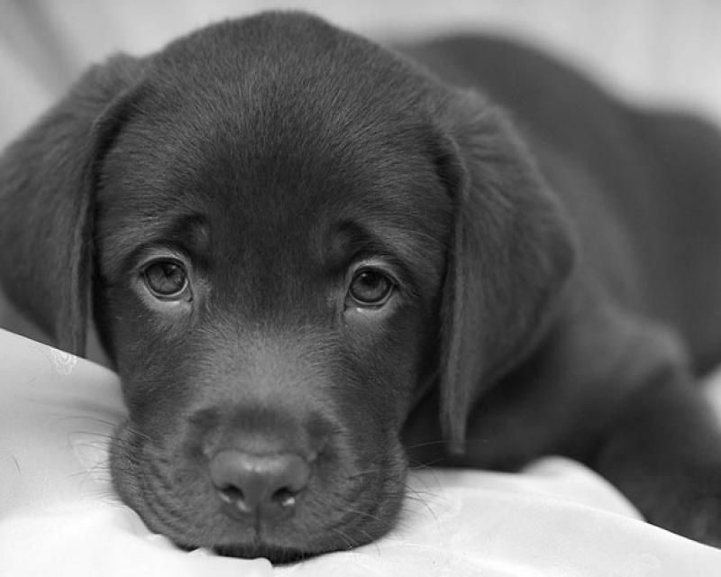 Bassanonet.it “Canili aperti”: l'occasione buona per adottare un cane