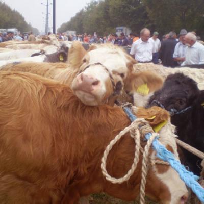 Bassanonet.it “Bue grasso” e vacche magre