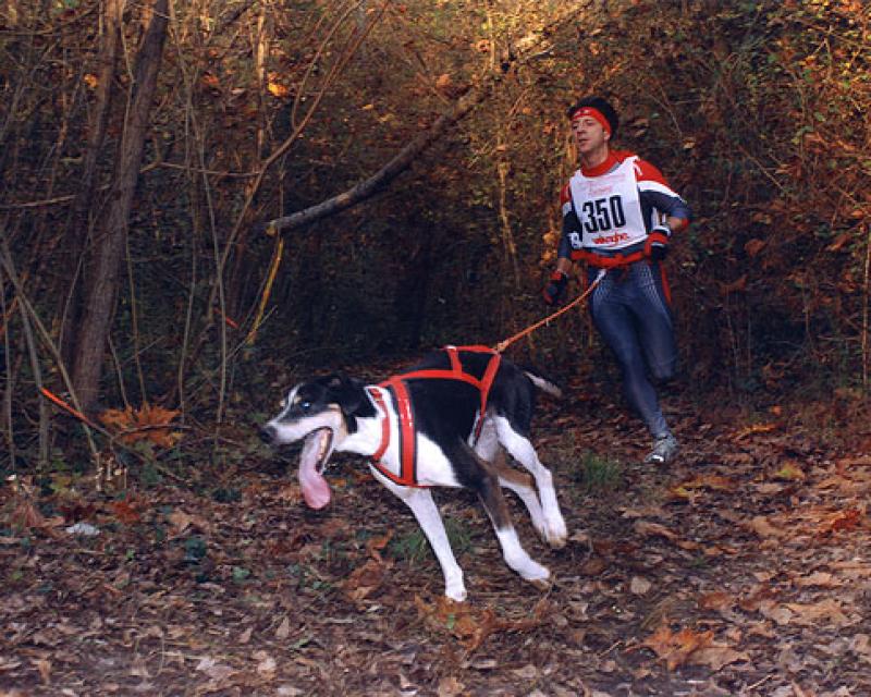 Bassanonet.it Correndo con il cane