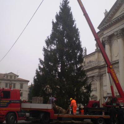 Bassanonet.it Bassano accoglie l'albero di Natale