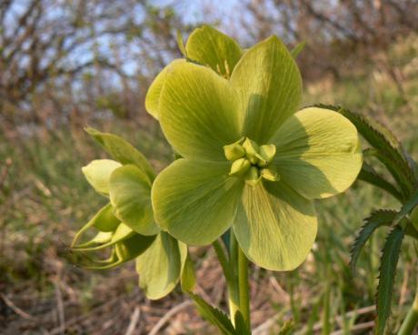 Bassanonet.it Una rosa di Natale: i cinque libri sotto l'albero di Palazzo Roberti