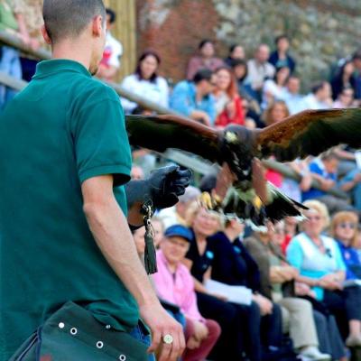 Bassanonet.it La Nobile Arte del Falconiere in piazza