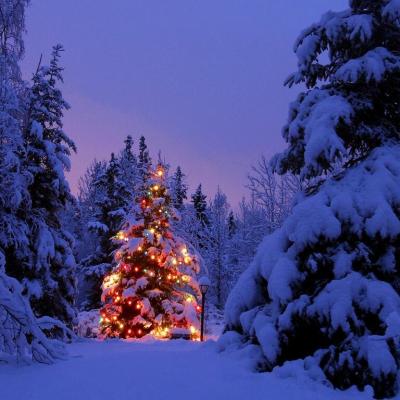 Bassanonet.it I consigli della libreria La Bassanese per “ Un libro sotto l’albero”