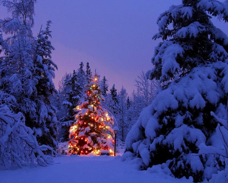 Bassanonet.it I consigli della libreria La Bassanese per “ Un libro sotto l’albero”