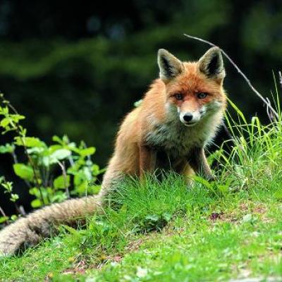 Bassanonet.it Il vaccino antirabbia arriva dal cielo