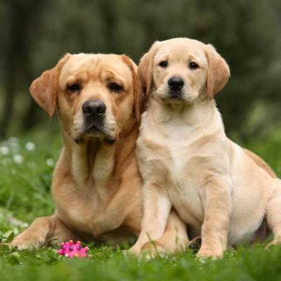 Bassanonet.it Vaccinazione antirabbia, a Romano scattano i turni