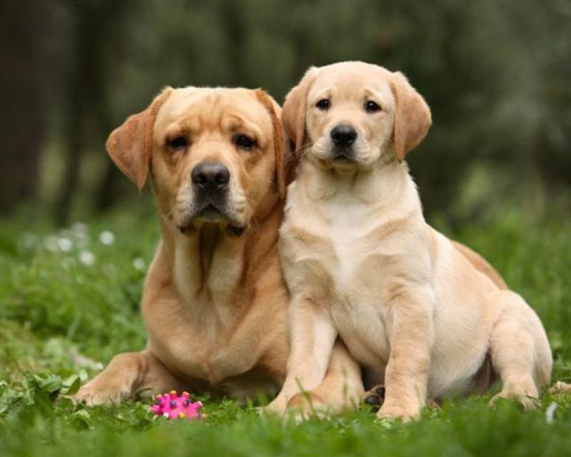 Bassanonet.it Vaccinazione antirabbia, a Romano scattano i turni