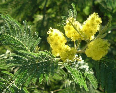 Bassanonet.it 1 marzo: un Capodanno... tutto veneto