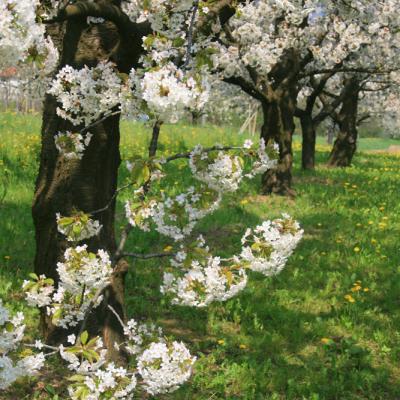 Bassanonet.it Se no piove so ‘e Palme piove su i ovi?