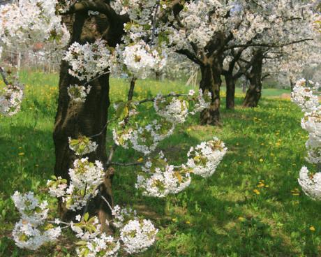 Bassanonet.it Se no piove so ‘e Palme piove su i ovi?