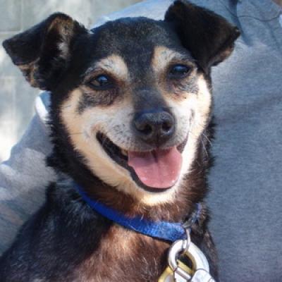 Bassanonet.it Vaccinazione antirabbica, ultima chiamata