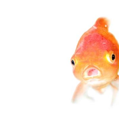 Bassanonet.it Brad e Angelina: pesce d’aprile!