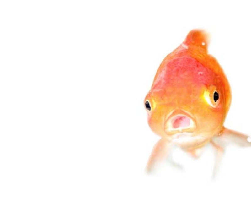 Bassanonet.it Brad e Angelina: pesce d’aprile!