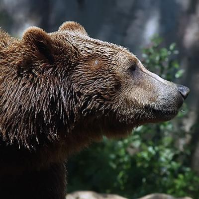 Bassanonet.it “Dino” colpisce ancora