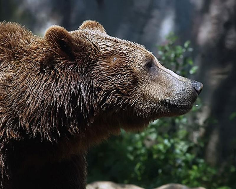 Bassanonet.it “Dino” colpisce ancora