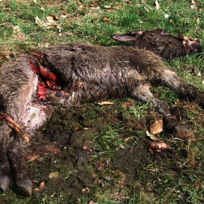 Bassanonet.it La storia dell'Orso