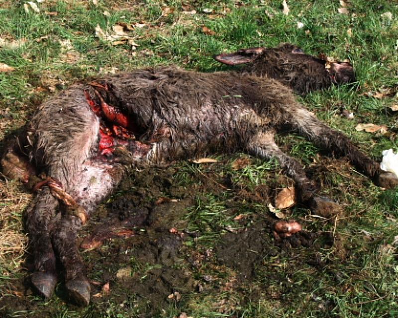 Bassanonet.it La storia dell'Orso