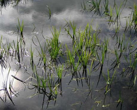 Bassanonet.it Insieme per l’Oasi di San Daniele