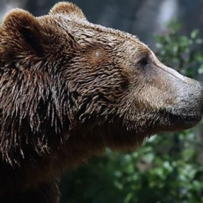 Bassanonet.it “L'orso Dino va allontanato”